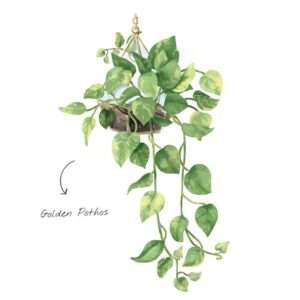 Money Plant