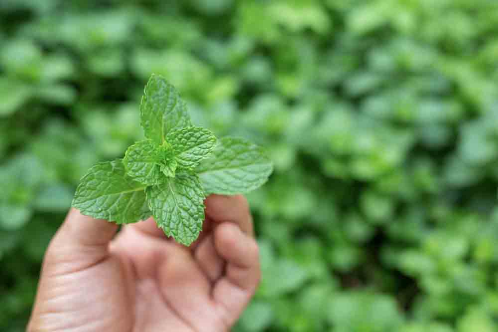 how to harvest mint