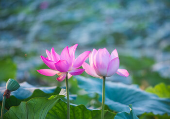 Lotus Flowers