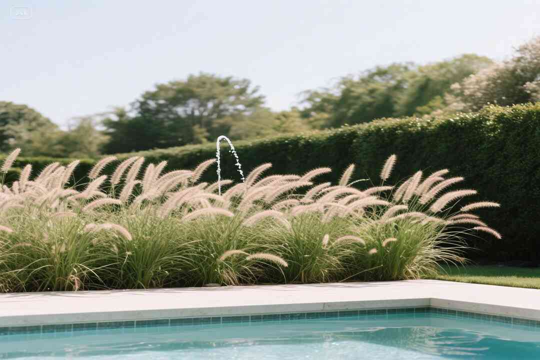 Fountain Grass near modern pool