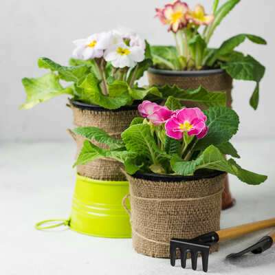 Houseplants make your home feel alive and fresh. Whether you’re new to plants or already have a green thumb, we’ve got tips to help you care for them. Learn how to keep your indoor plants happy and make your space look amazing.