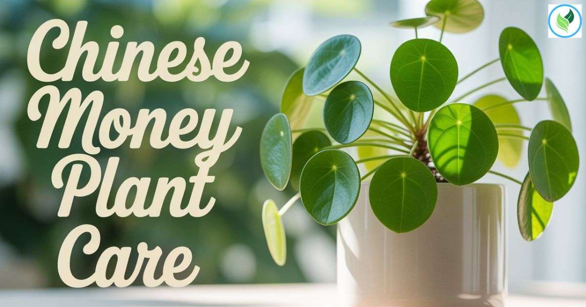 A photograph of a vibrant Chinese Money Plant (Pilea peperomioides) sitting in a sleek, modern white pot against a softly blurred background. The plant's round, coin-like leaves are a bright, healthy green, gently catching the light. Superimposed over the scene in an elegant, handwritten font are the words "Chinese Money Plant care" in a light beige color. Soft, natural light illuminates the plant and text, creating a clean and inviting aesthetic.