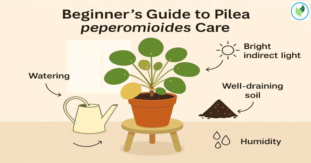 Beginner guide to Pilea peperomioides care