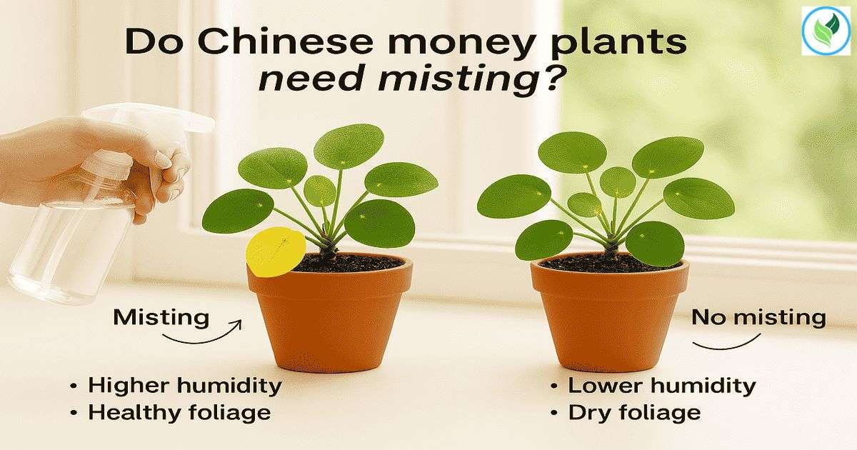 Side-by-side indoor setup featuring two Chinese money plants—one being lightly misted with a spray bottle, and the other without misting—accompanied by labeled notes about humidity levels, leaf appearance, and plant health in bright natural light
